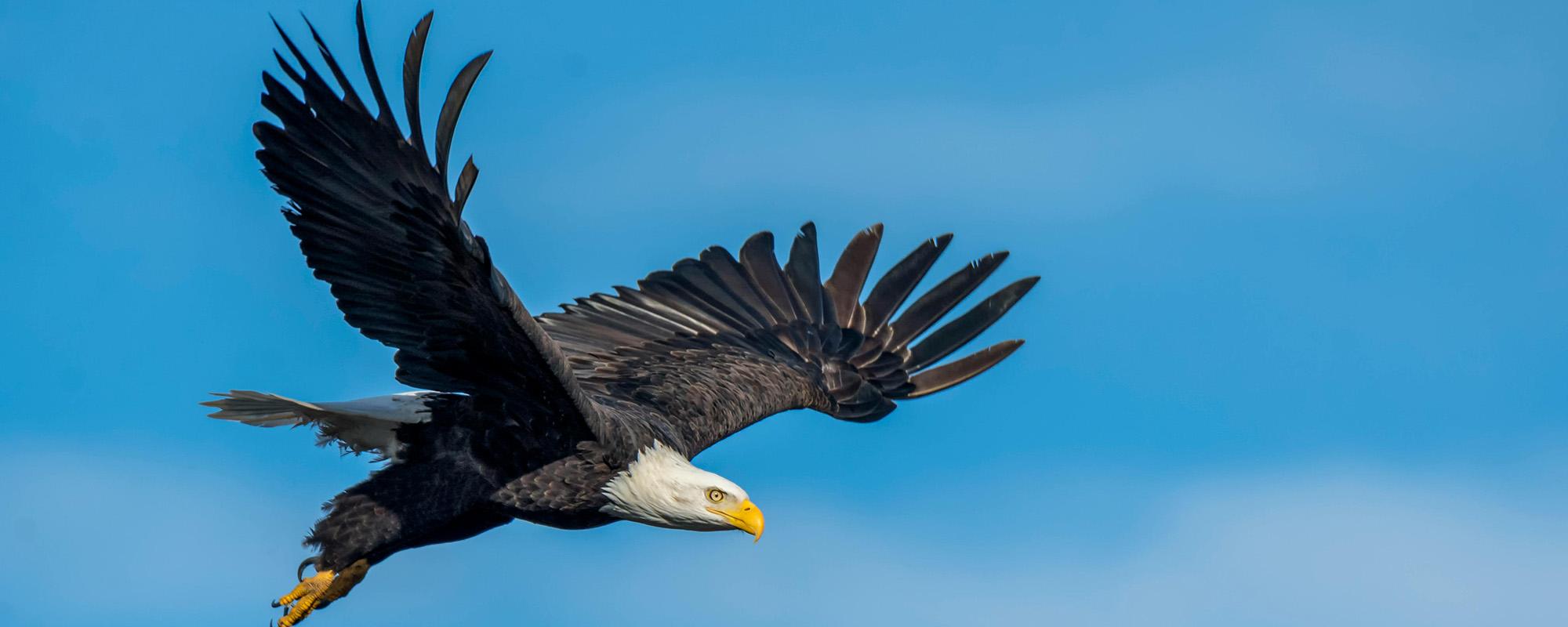 Community Education Birds of Prey